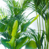 Houseplant