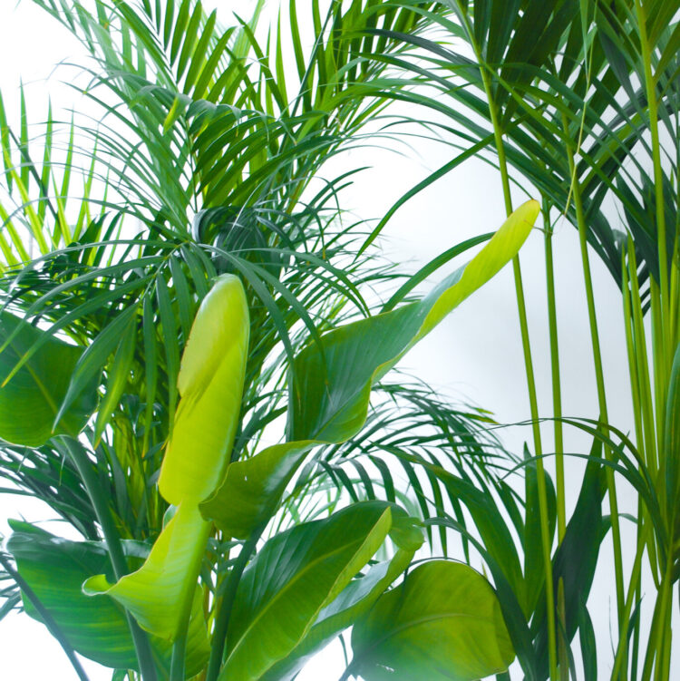 Houseplant