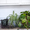0324d74d-3ce6-45ed-9f61-747cff3ae7aa Office Plant Bundle