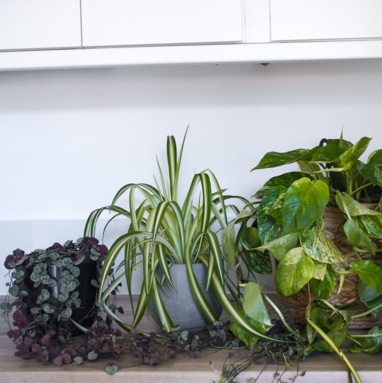 Office Plant Bundle