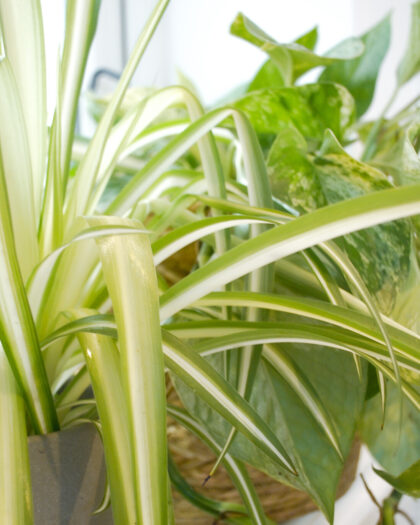 office plant bundel