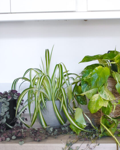 office plant bundle