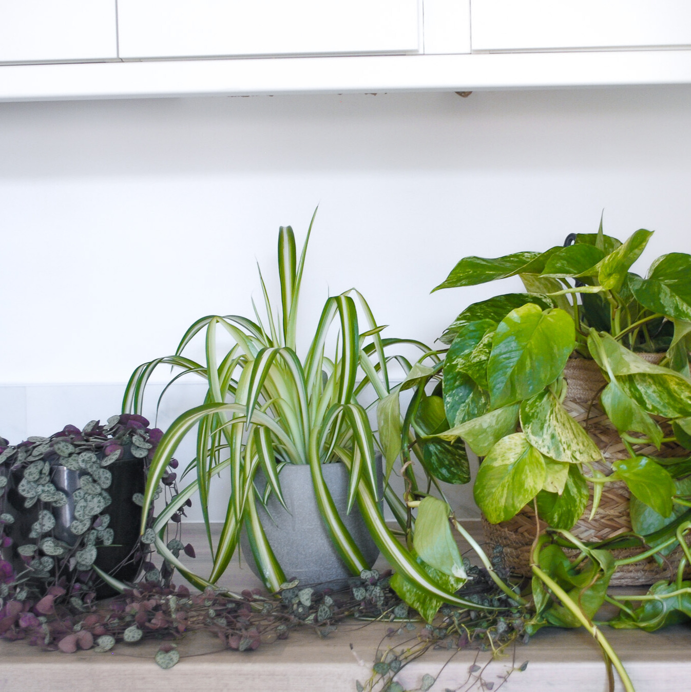 office plant bundle