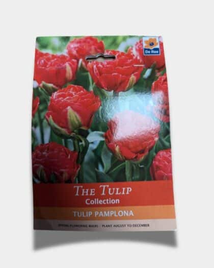 tulip bulbs