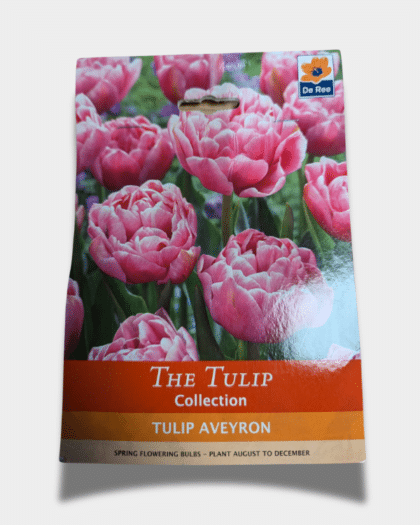 tulip bulbs
