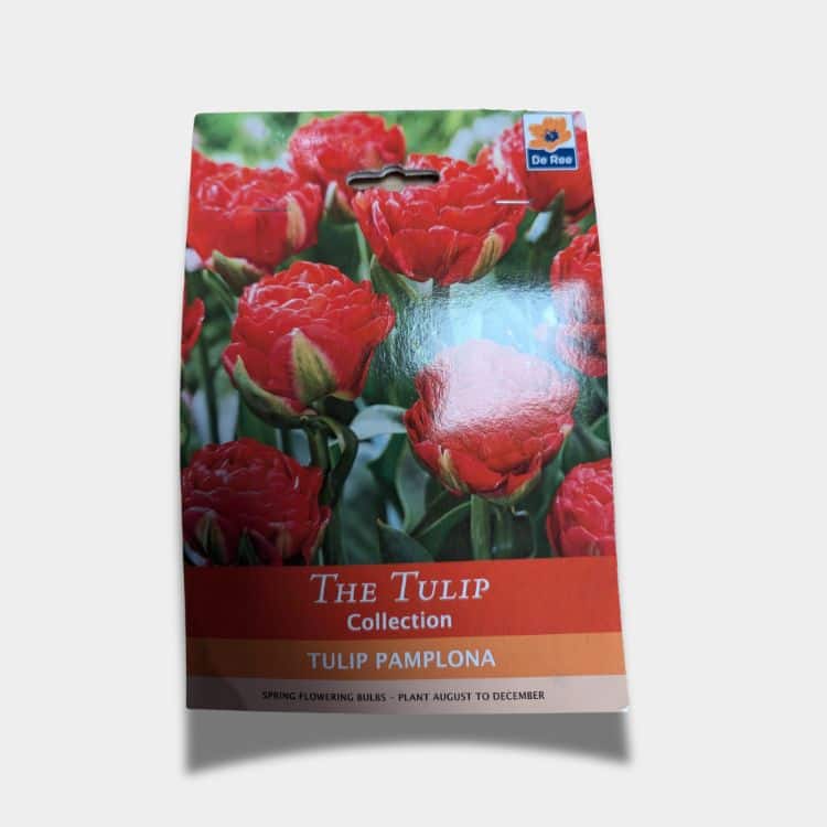 1 tulip bulbs