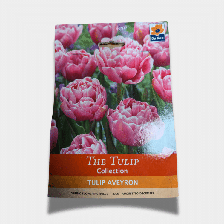 tulip bulbs