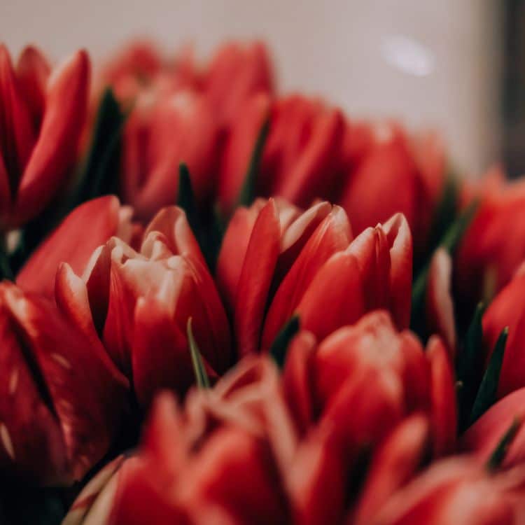 2 tulip pamplona flowers in full bloom