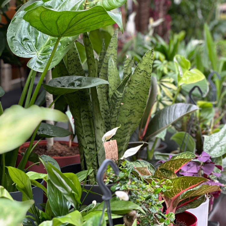 snake plant 1