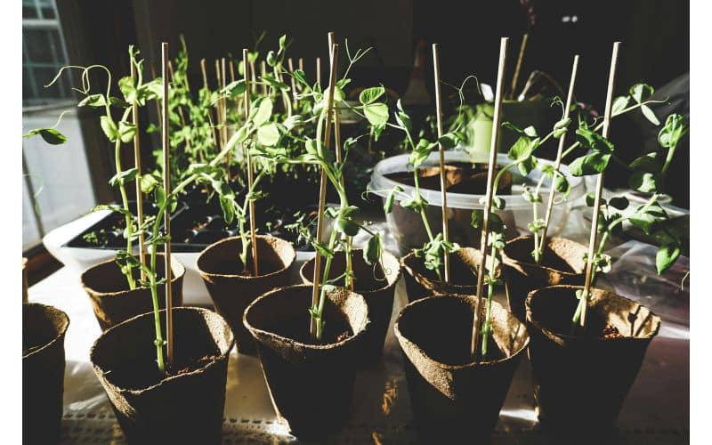 organic gardening