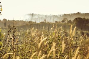 organic gardening