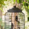 Seed Feeder
