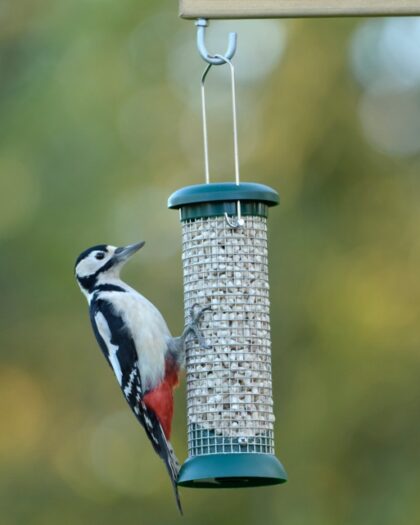 RSPB Classic Peanut Feeder Small