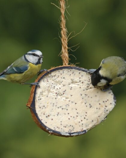 RSPB Coconut Treat 320g