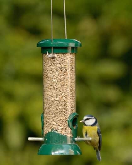 Clean Seed Feeder