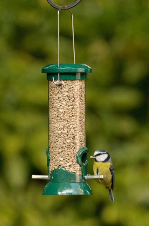 Clean Seed Feeder