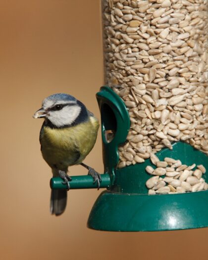 RSPB Sunflower Hearts