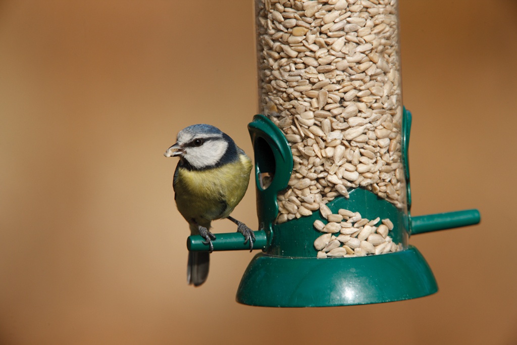 Rspb Sunflower Hearts1 RSPB Sunflower Hearts
