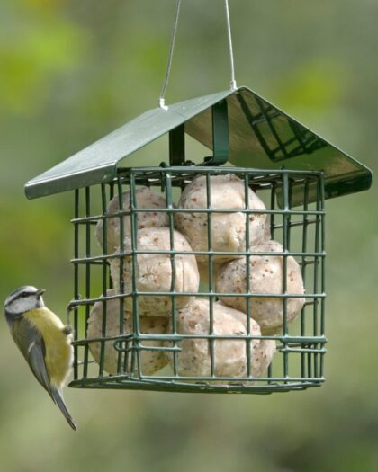 RSPB Super Suet Fat Balls Pack 6