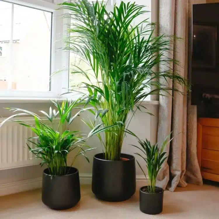 Houseplants