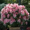 Azalea Pink