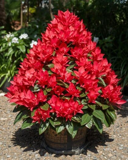 Rhododendron Shrub Pyramid