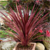 Cordyline Red Star