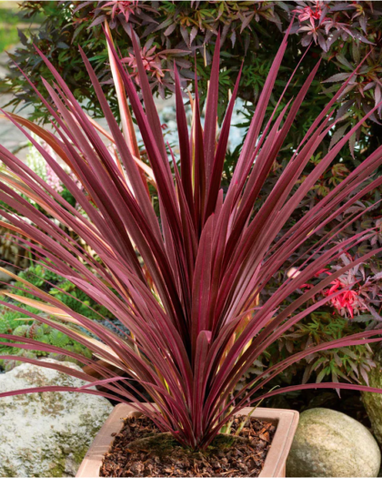 Cordyline Red Star