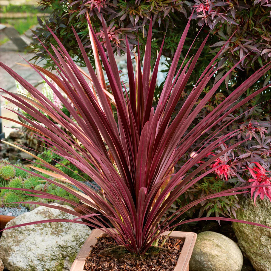 Cordyline Red Star