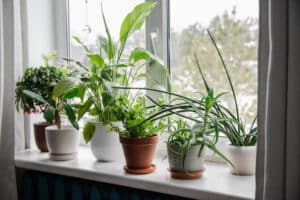 Buy indoor plants uk