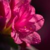 make me a an image of a close up of a Rhododendron Shrub flower in pink (1)