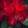 make me a image of a close up of a Rhododendron Shrub red flower (2)
