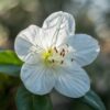make me a image of a close up of a Rhododendron Shrub white flower (2)