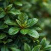 make me an image of a Rhododendron Shrub green leaf (1)