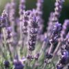 picture of a lavender plant flower