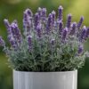 picture of a lavender plant in a white plant pot