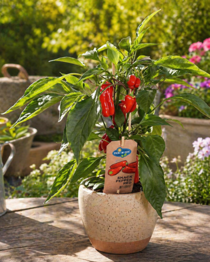 Pepper Plant (Indoor & Outdoor Chilli Pepper Plant)
