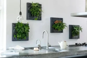 indoor plants for home