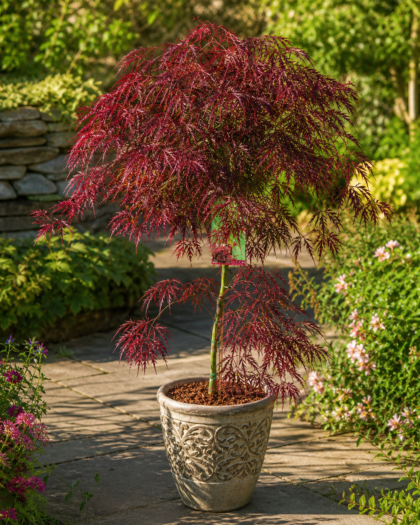Acer palmatum