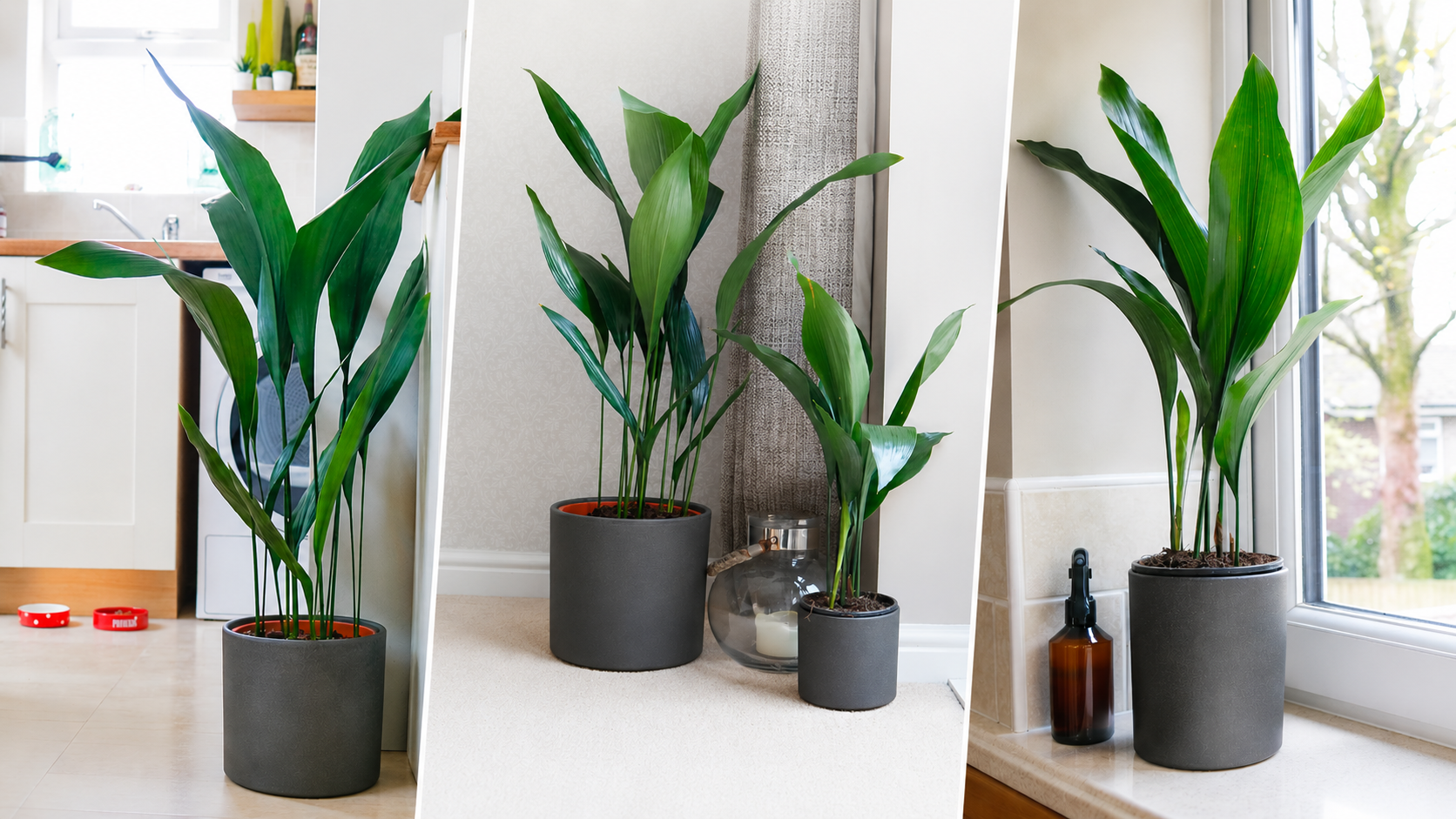cast iron plant indoors