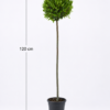 Laurel Bay Tree Stem & Ball - Thumbnail Image 4