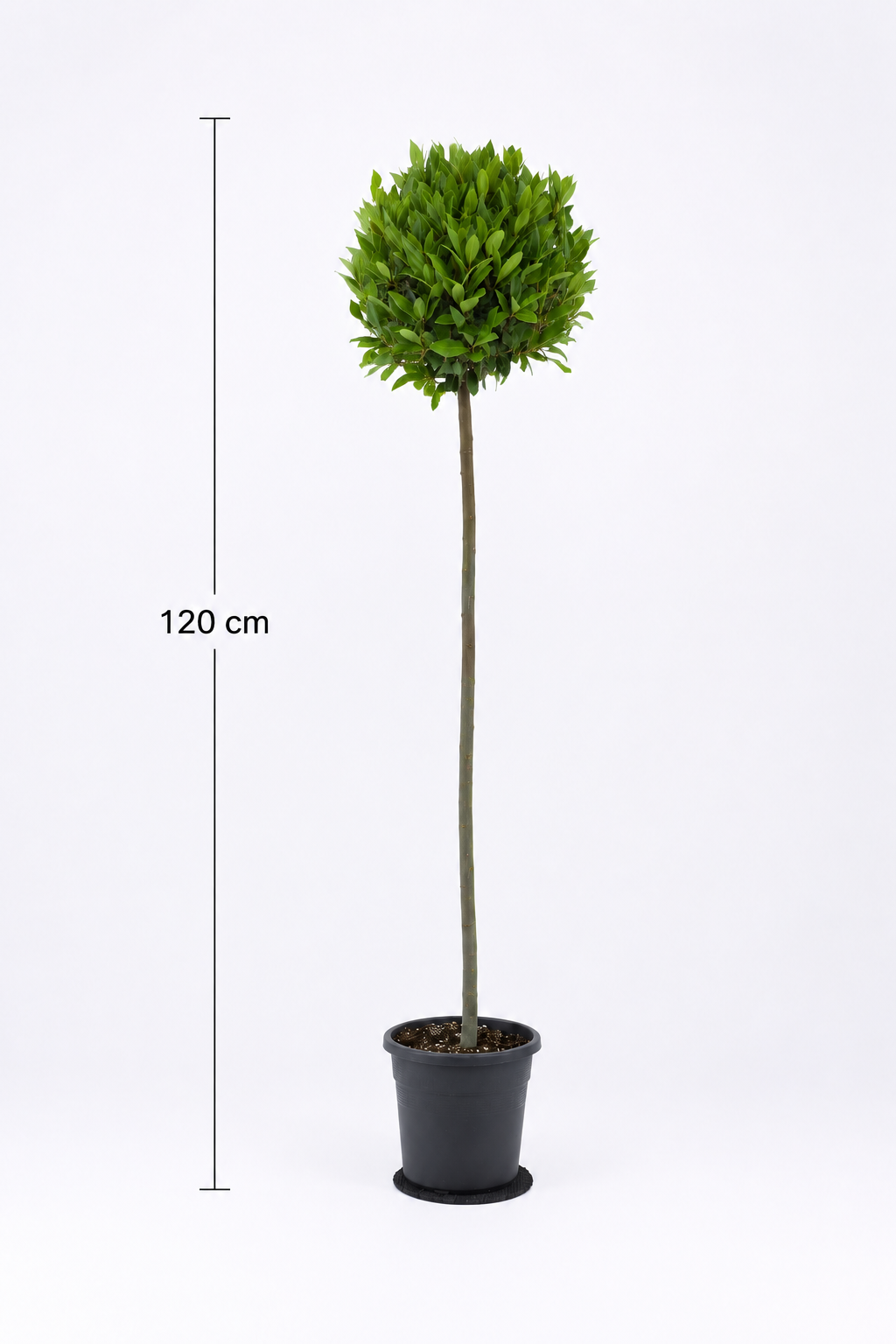 Laurel Bay Tree Stem & Ball - Image 4