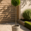 Laurel Bay Tree Stem & Ball