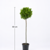 Laurus nobilis, also known as a Bay Tree
