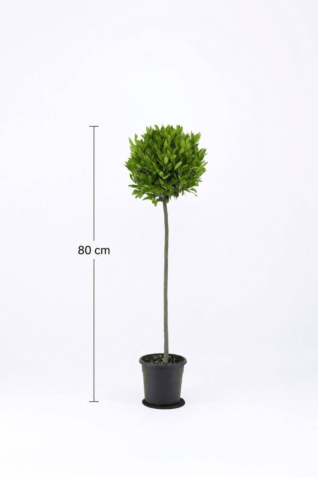 Laurus nobilis, also known as a Bay Tree