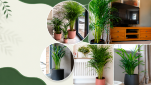 Areca Palm care