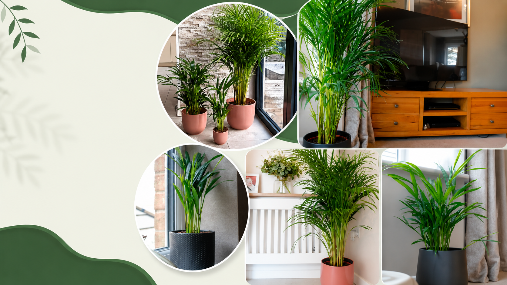 Areca Palm care