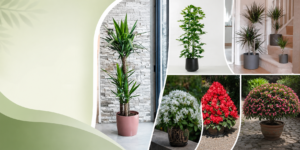 Indoor and Garden Plants