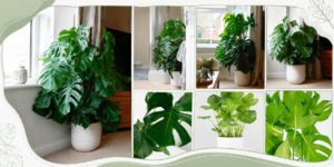 Swiss Cheese Plant