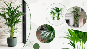 Kentia Palm Care